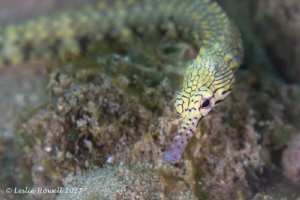 Pipefish by Leslie Howell 